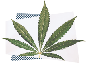 A cannabis leaf representing cannabis advocacy