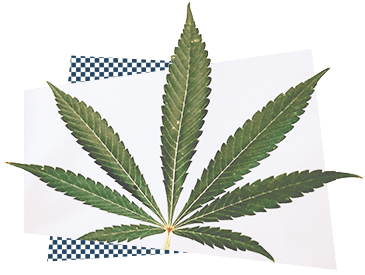 A cannabis leaf representing cannabis advocacy