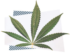Marijuana leaf